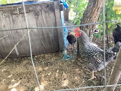 Young Barred Rock Rooster
