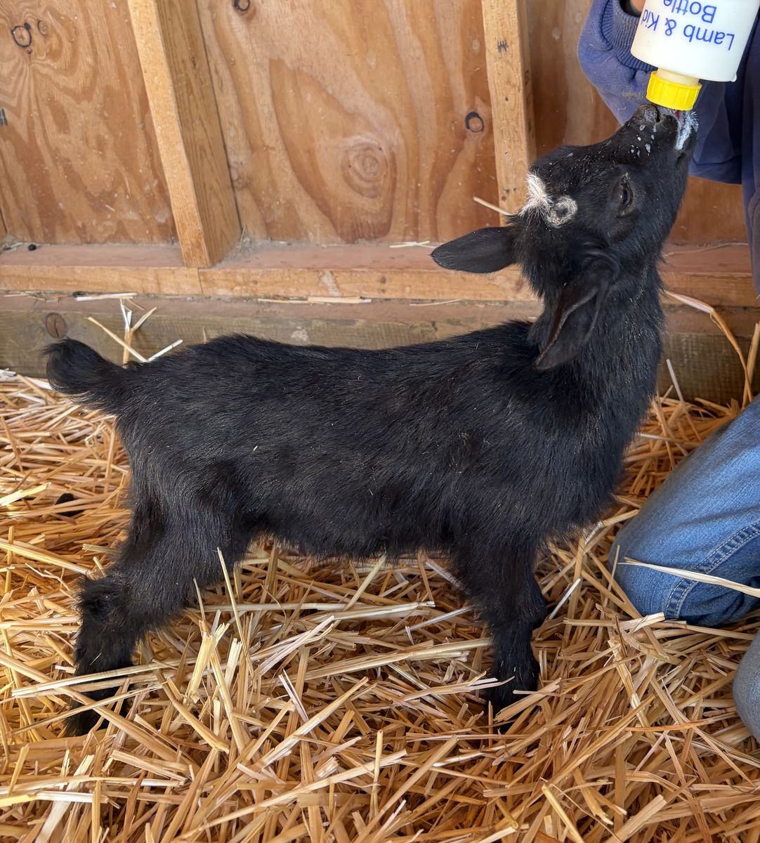 ADGA Nigerian doeling