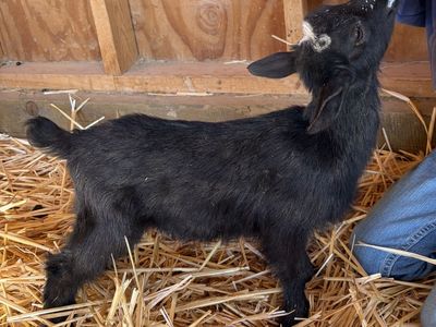 ADGA Nigerian doeling