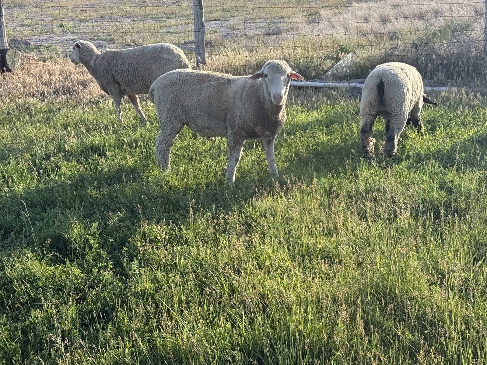 34 sheep available ages range from 7 months to 3 year olds