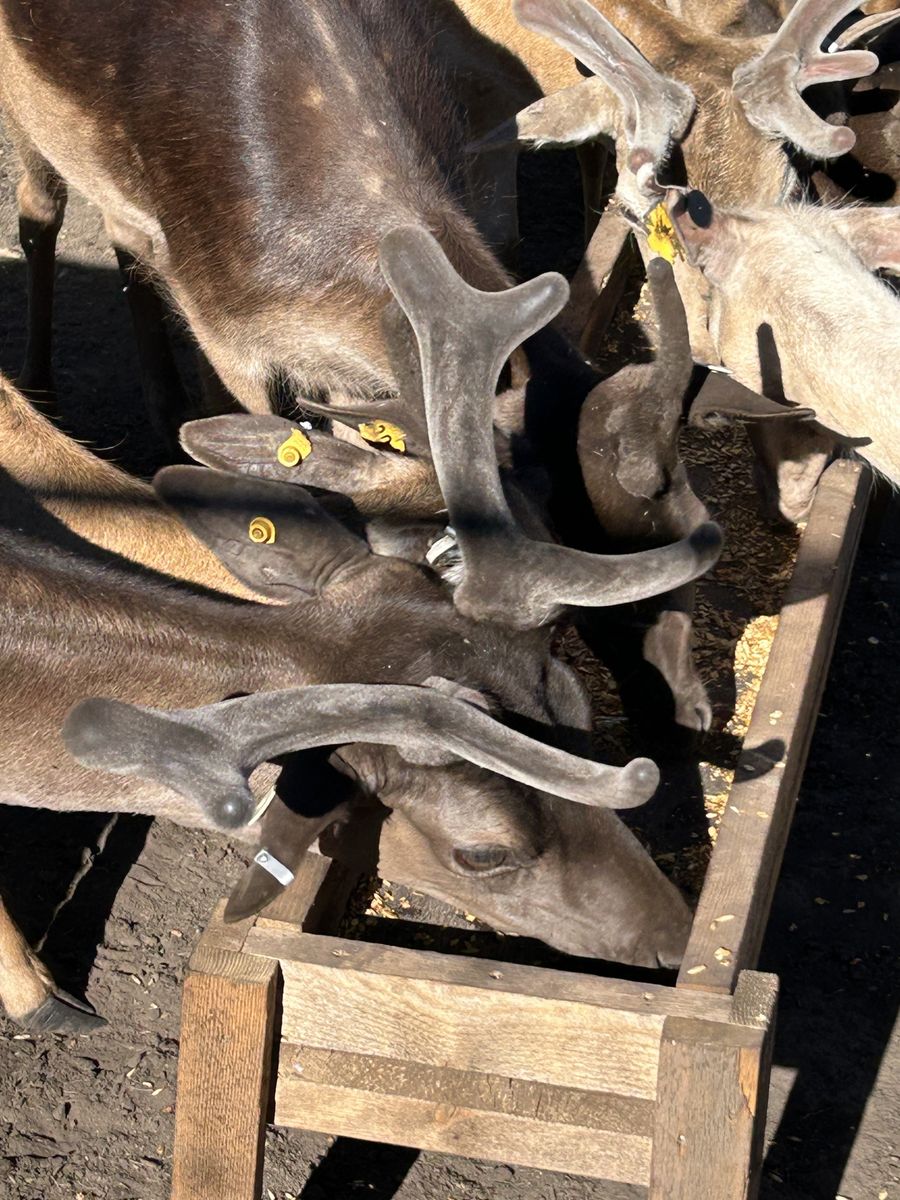 Fallow Deer - Bucks & Does for Breeding Stock or Custom Hunts