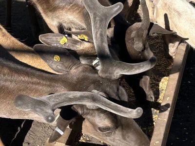 Fallow Deer - Bucks & Does for Breeding Stock or Custom Hunts