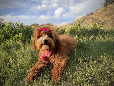AKC Mini Poodle girl