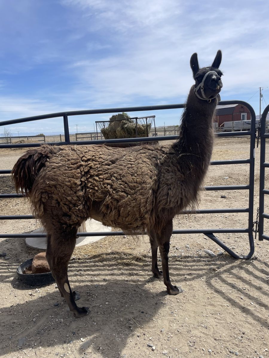 Female llamas