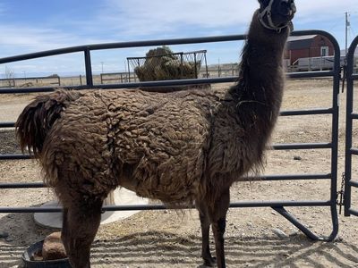 Female llamas