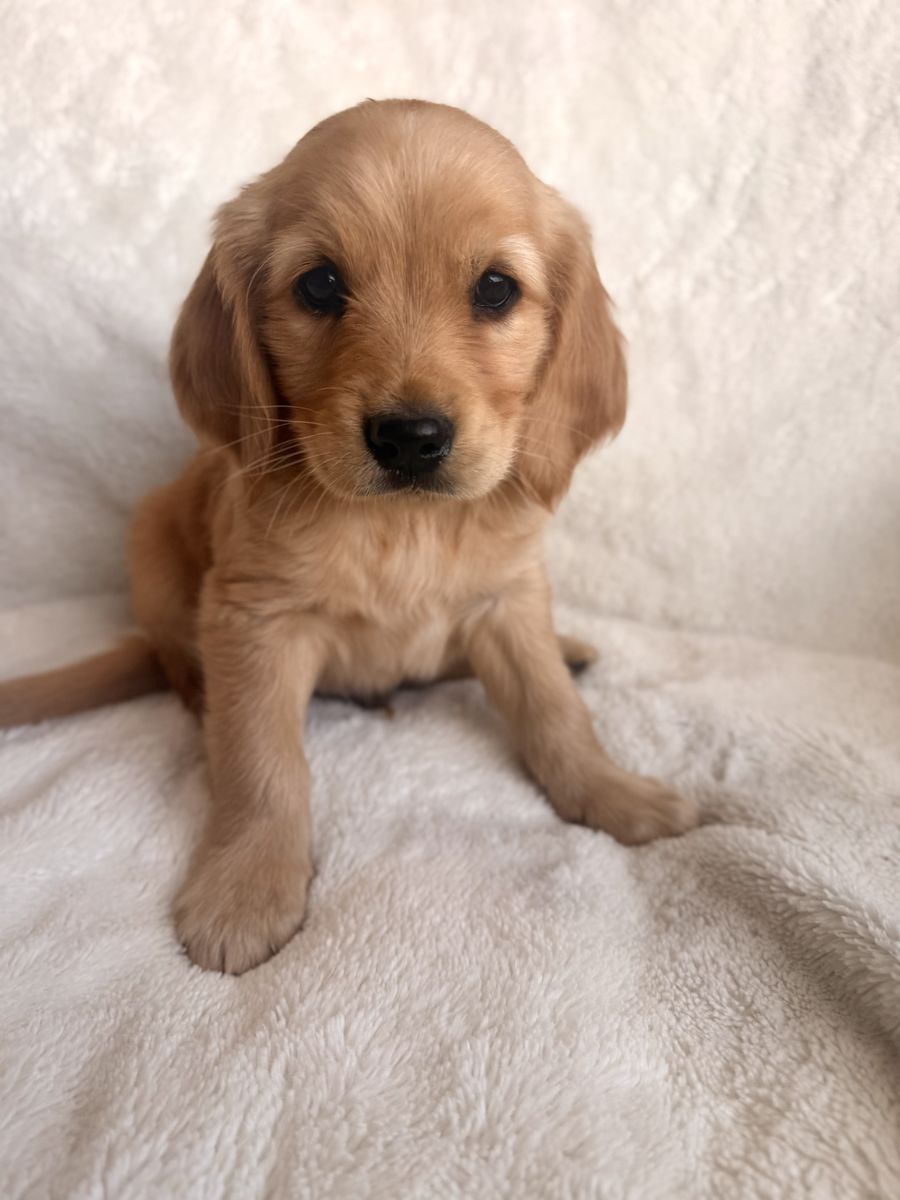 Low Shedding Golden Retriever