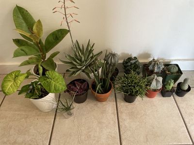 Assorted Live Succulent, Cacti, & Tropicals Houseplants