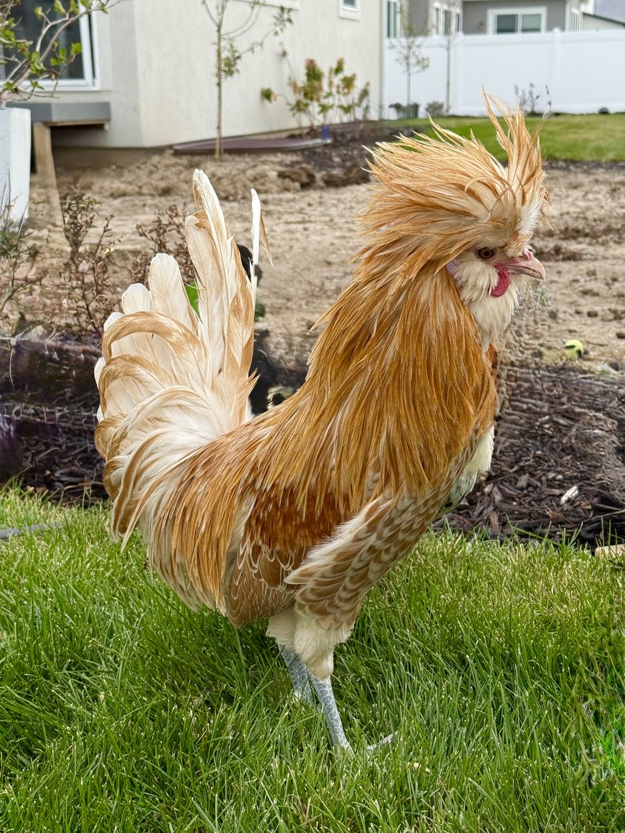 FREE - Polish Crested Rooster