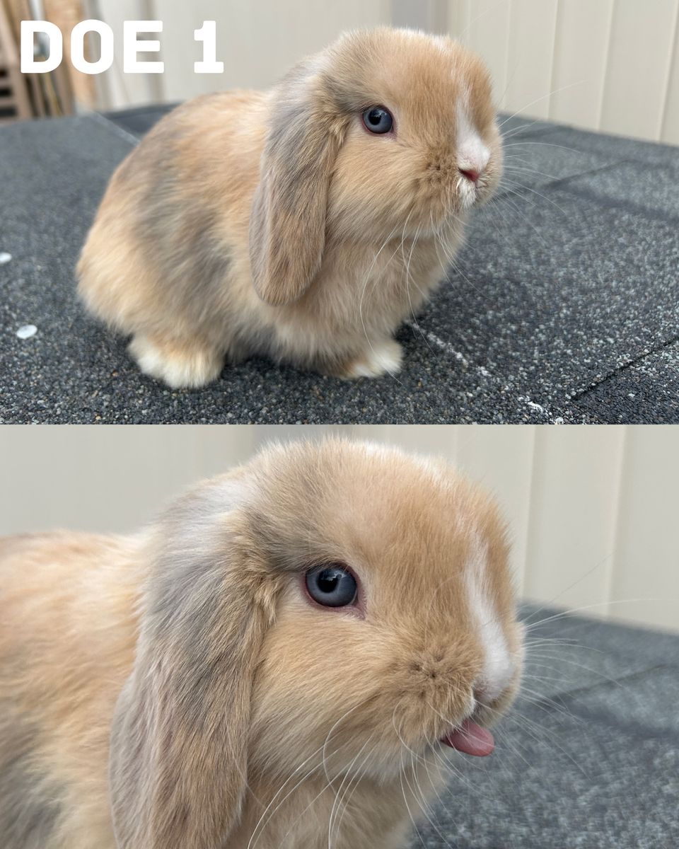 Pedigreed Baby Holland Lops Ready Now!