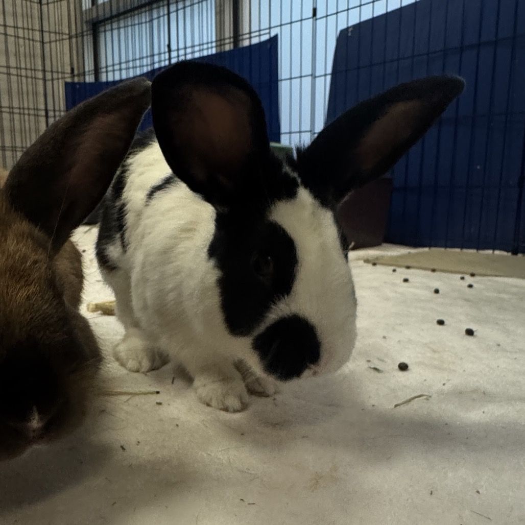 Hello my name is Oreo