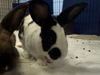 Hello my name is Oreo