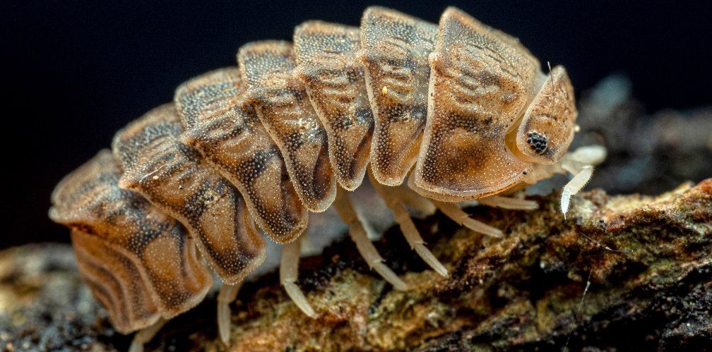 Godzilla Isopods