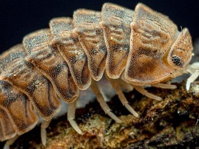 Godzilla Isopods
