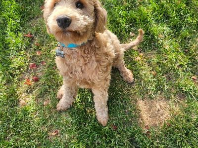 Lab/Poodle mix