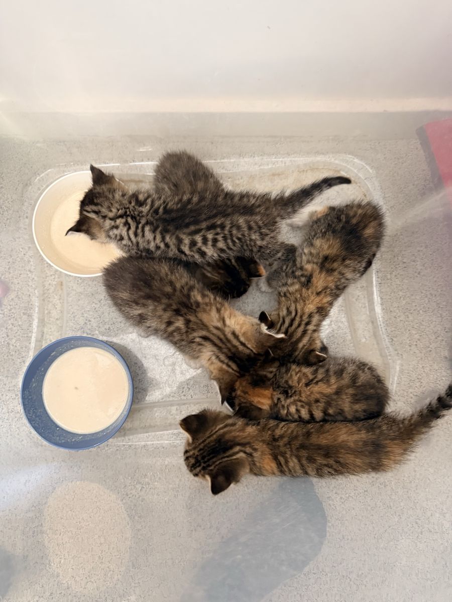Kittens For Sale