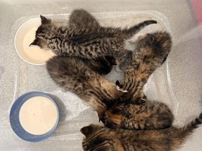 Kittens For Sale