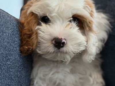 MALE MINI CAVAPOO AVAILABLE — Meet Snuggles!