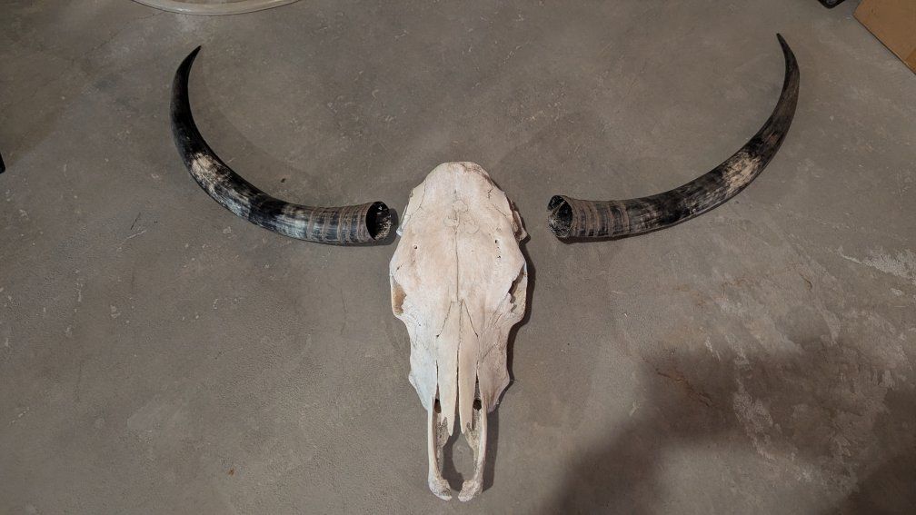 Large cow skull and horns.