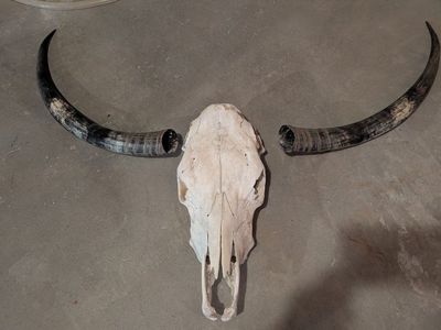 Large cow skull and horns.