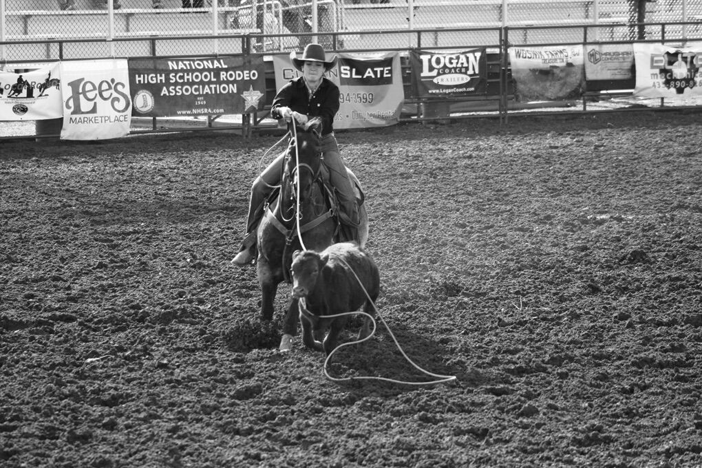 2009 Blue Roan Rope horse