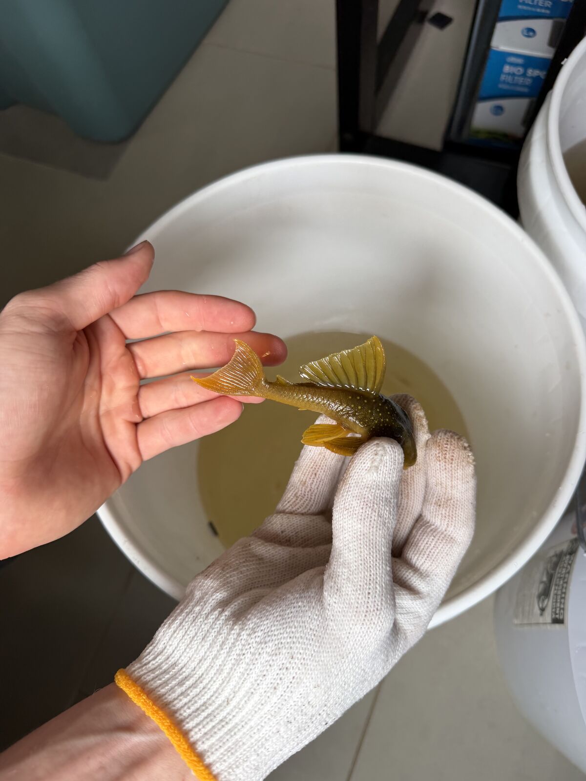 L200 Green Phantom Pleco