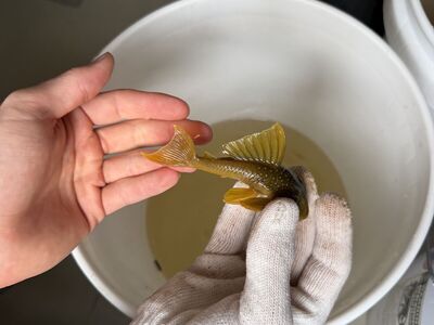 L200 Green Phantom Pleco