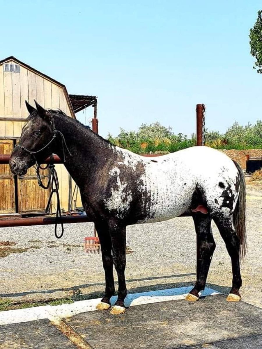 Double Homozygous Appaloosa Stallion