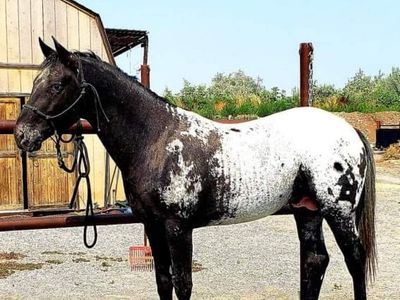 Double Homozygous Appaloosa Stallion