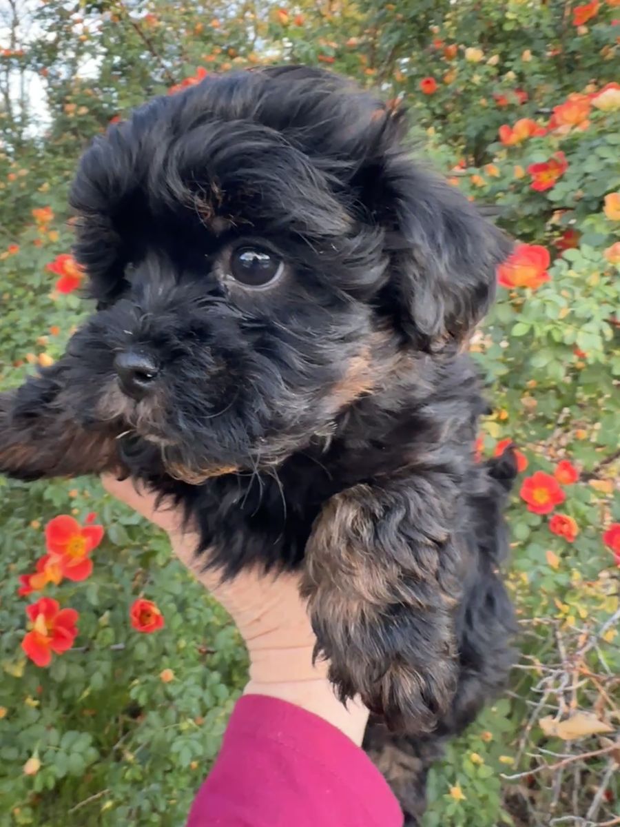 Girl Yorkie Shih Tzu Toy Poodle Puppy YorkieShipoo