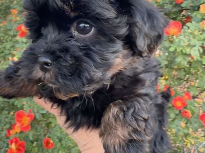 Girl Yorkie Shih Tzu Toy Poodle Puppy YorkieShipoo