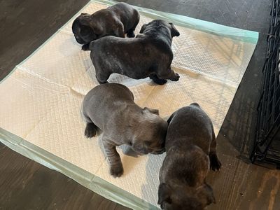 French bulldog