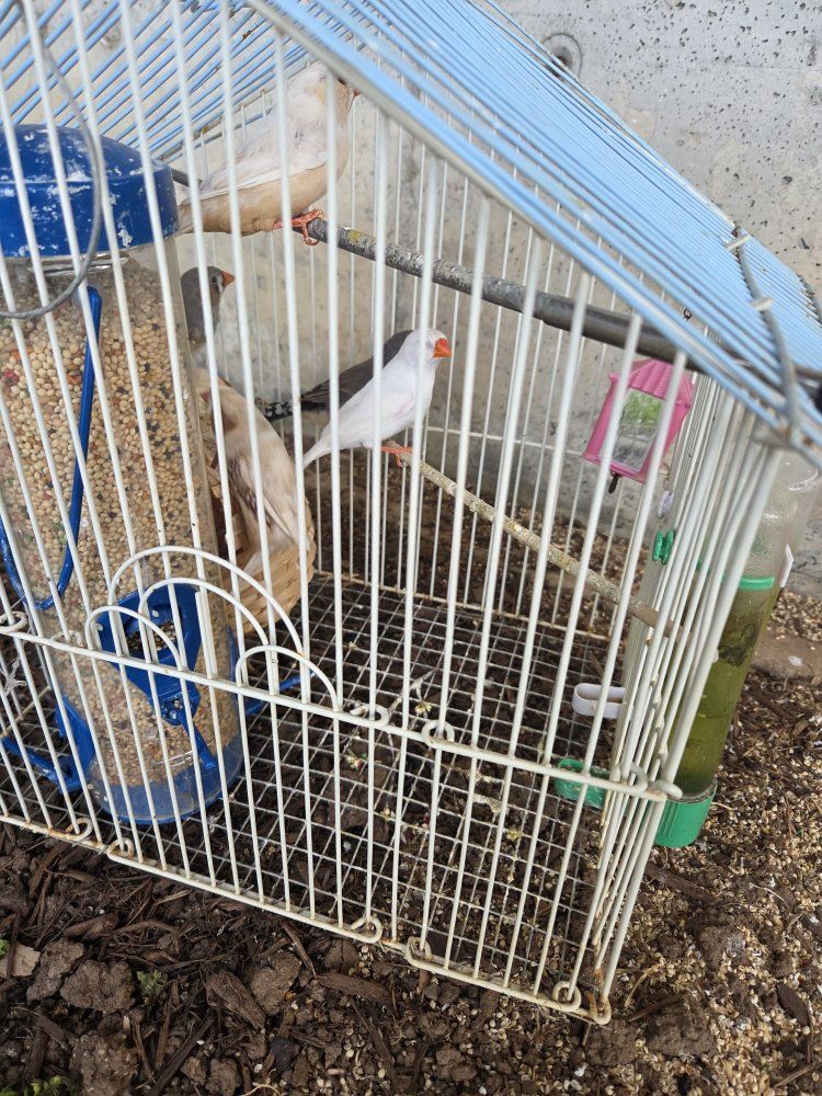 birds