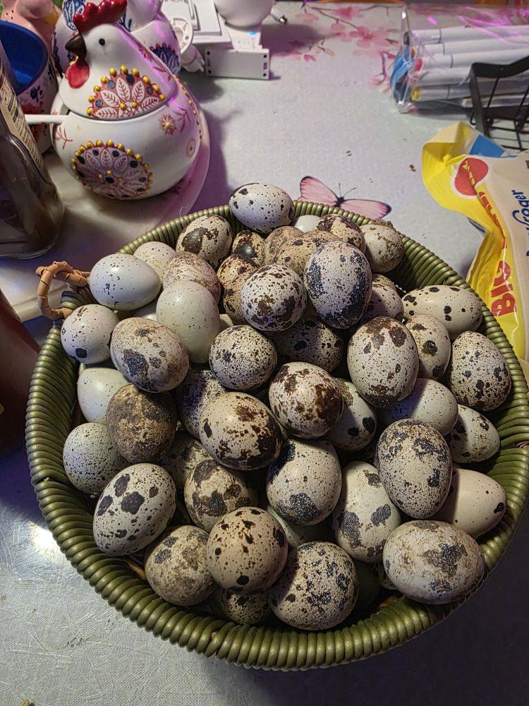 Fresh Quail Eggs 