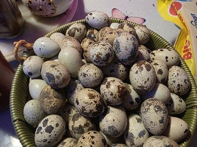 Fresh Quail Eggs