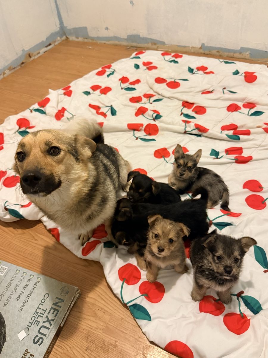 Puppies