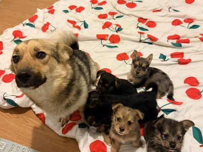 Puppies