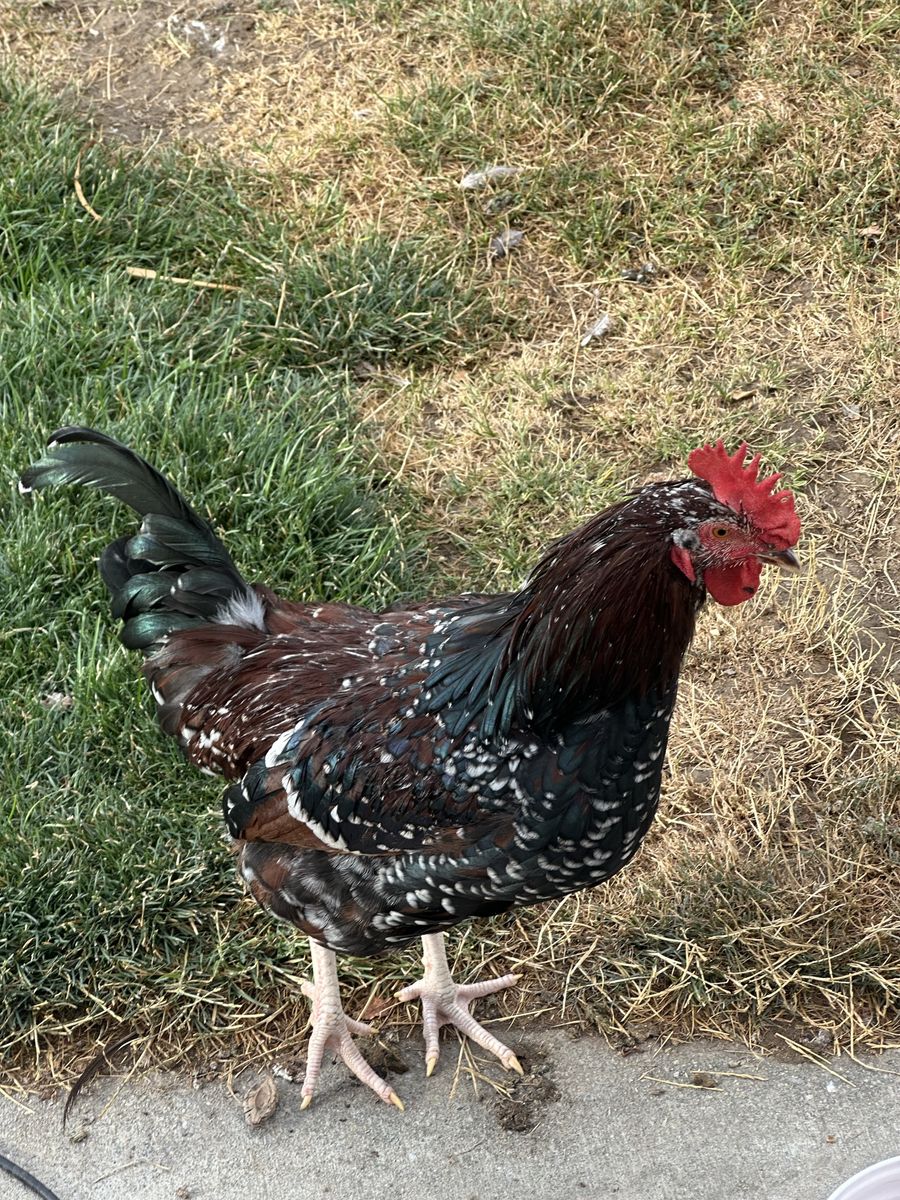 Speckled Sussex rooster