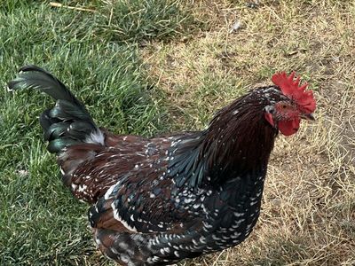 Speckled Sussex rooster