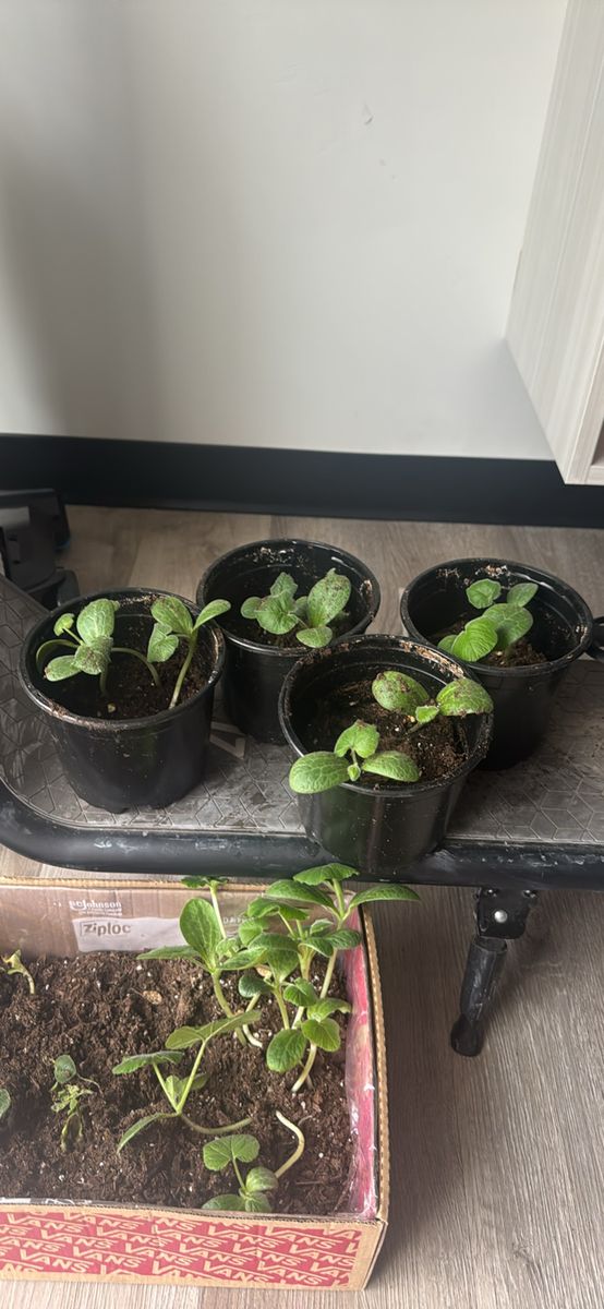 Spaghetti Squash plant starters