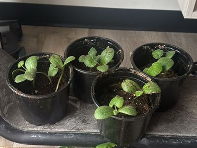 Spaghetti Squash plant starters