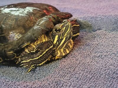 Free Male Red Eared Slider Turtle