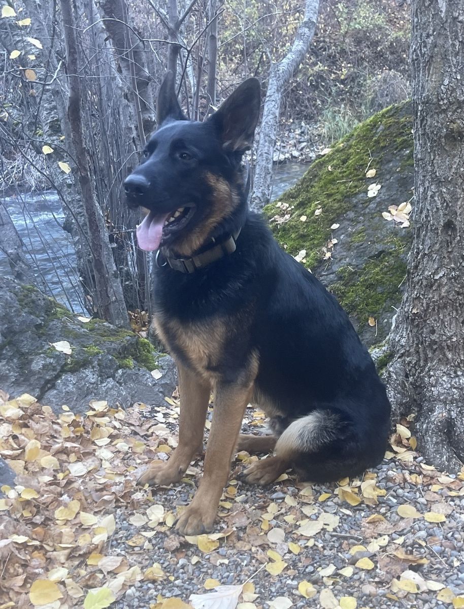 German Shepherd Dog