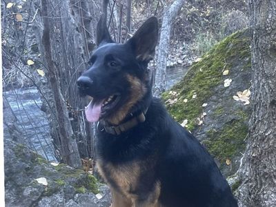 German Shepherd Dog