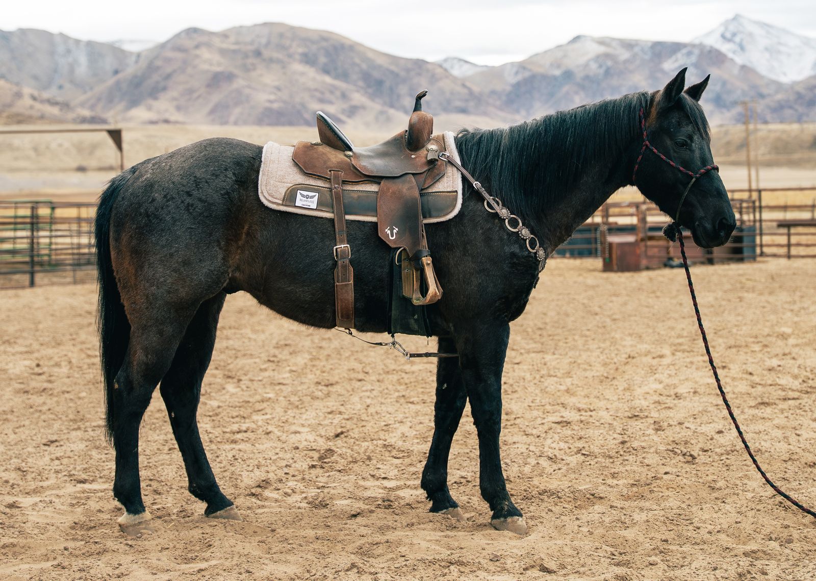 9 year old Blue Roan