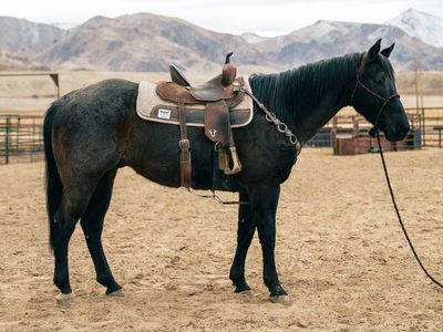 9 year old Blue Roan