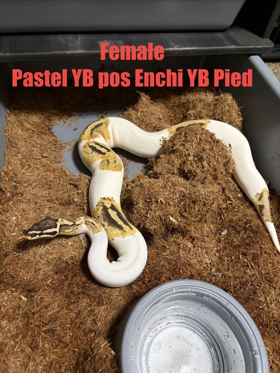 Ball python