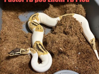Ball python