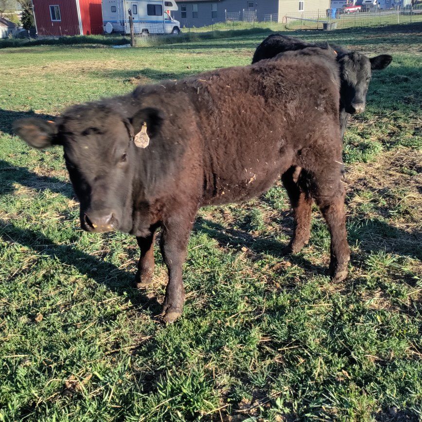 2 Black Angus Heifers