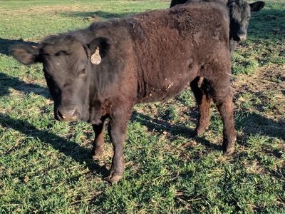 2 Black Angus Heifers
