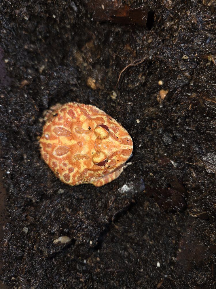 Juvenile Strawberry Pineapple Pac-Man frog